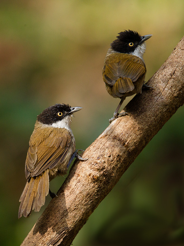 Dark-fronted Babbler