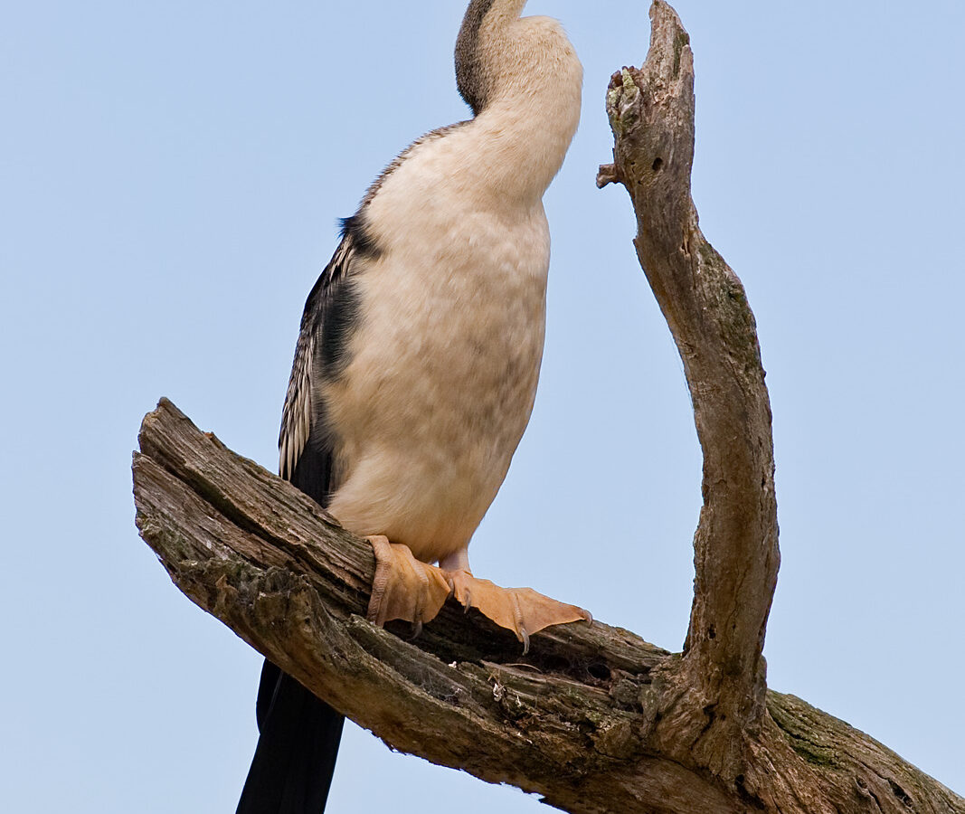 Australasian Darter