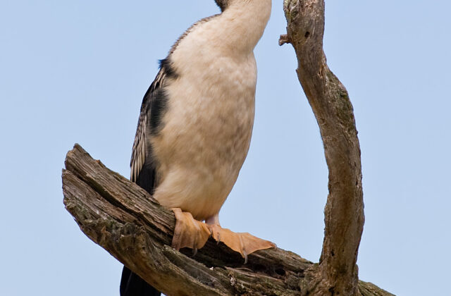 Australasian Darter
