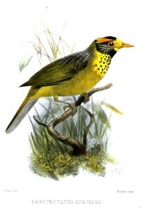 Flame-templed Babbler