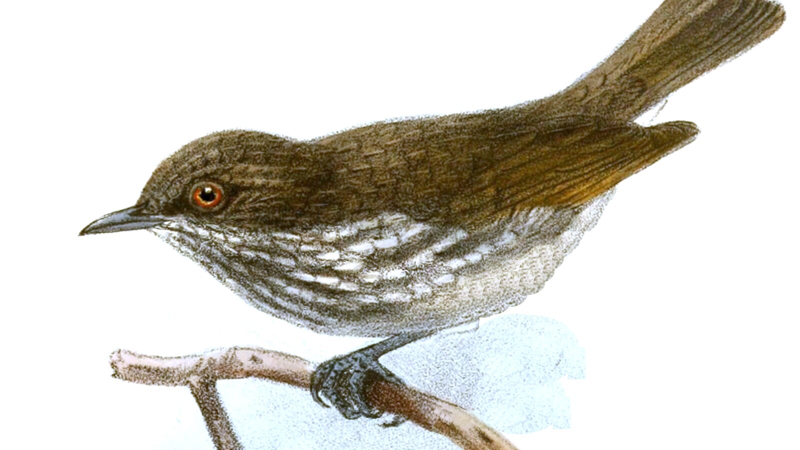 Visayan Pygmy Babbler