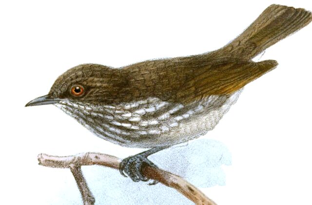 Visayan Pygmy Babbler