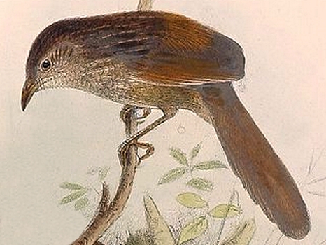Western Bristlebird