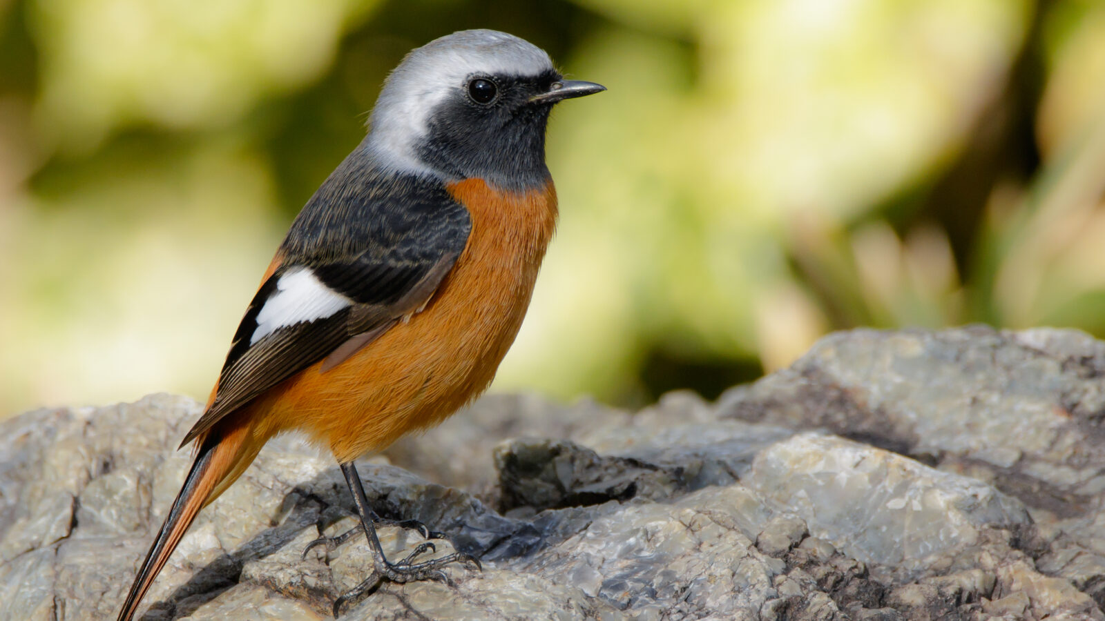 Daurian Redstart