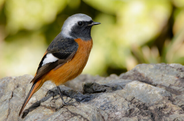 Daurian Redstart