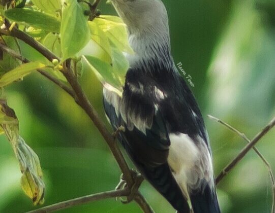 Daurian Starling