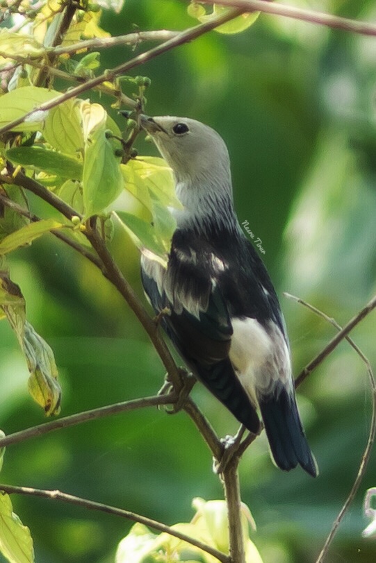 Daurian Starling