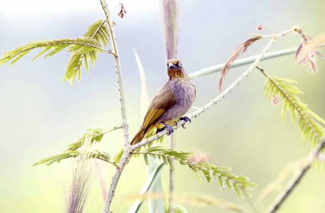 Pale-eyed Bulbul