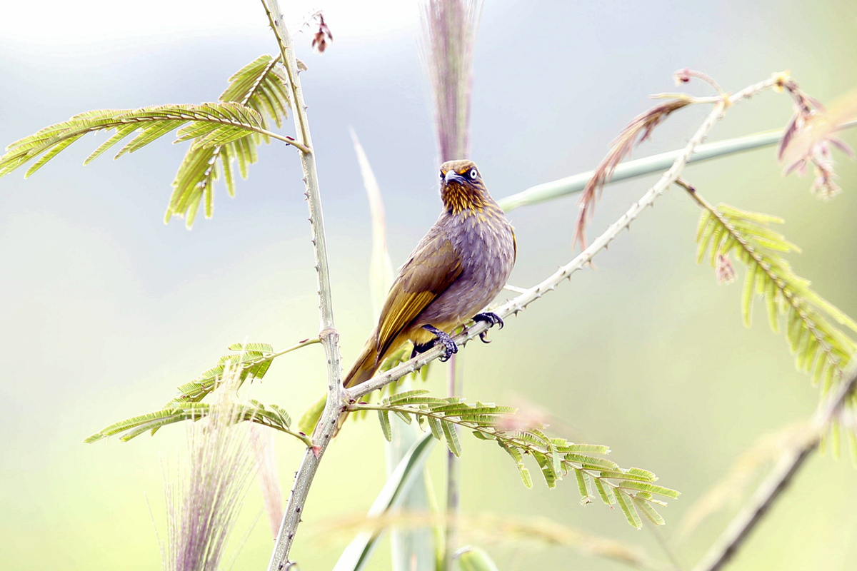 Pale-eyed Bulbul