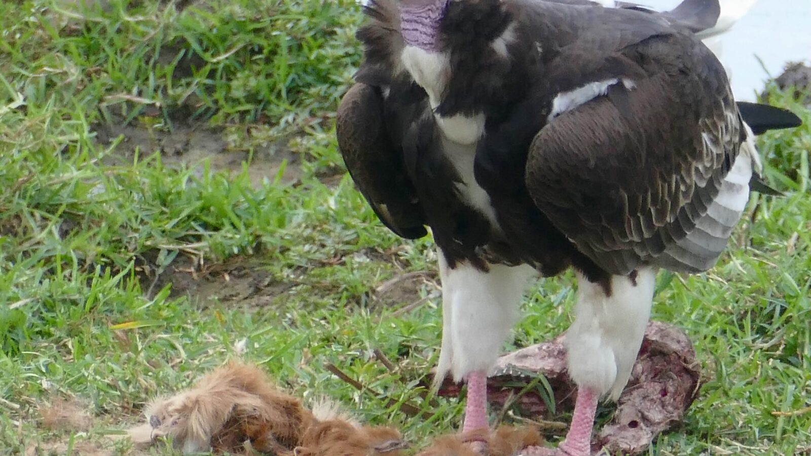 White-headed Vulture