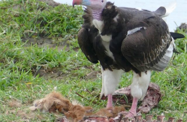 White-headed Vulture