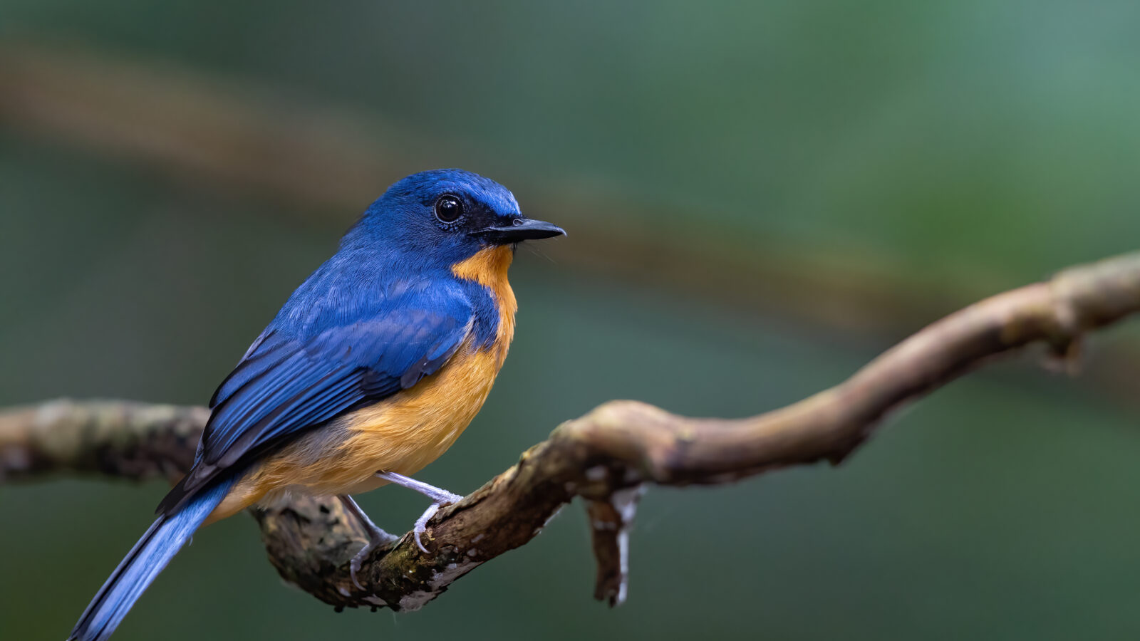 Dayak Blue Flycatcher