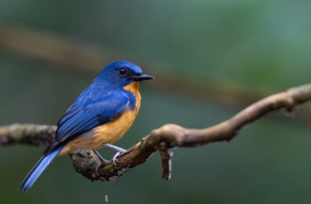 Dayak Blue Flycatcher