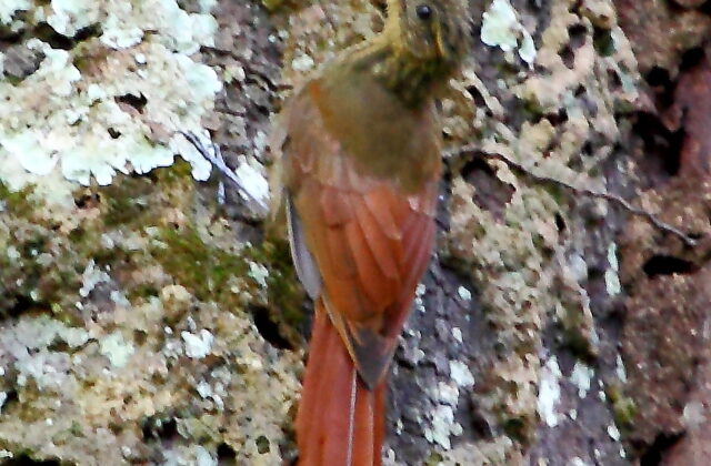 Northern Long-tailed Woodcreeper