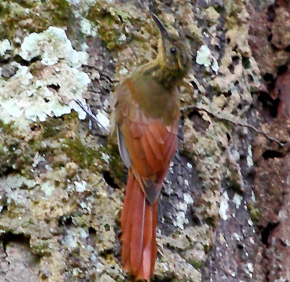 Northern Long-tailed Woodcreeper