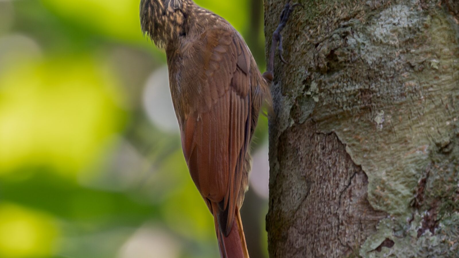 Southern Long-tailed Woodcreeper