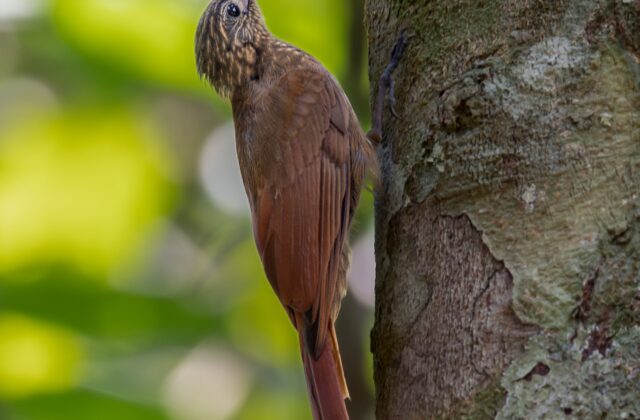 Southern Long-tailed Woodcreeper