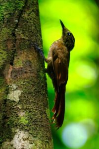 Little Long-tailed Woodcreeper
