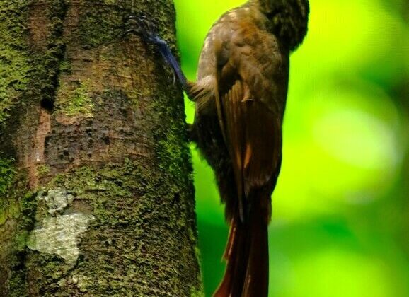 Little Long-tailed Woodcreeper