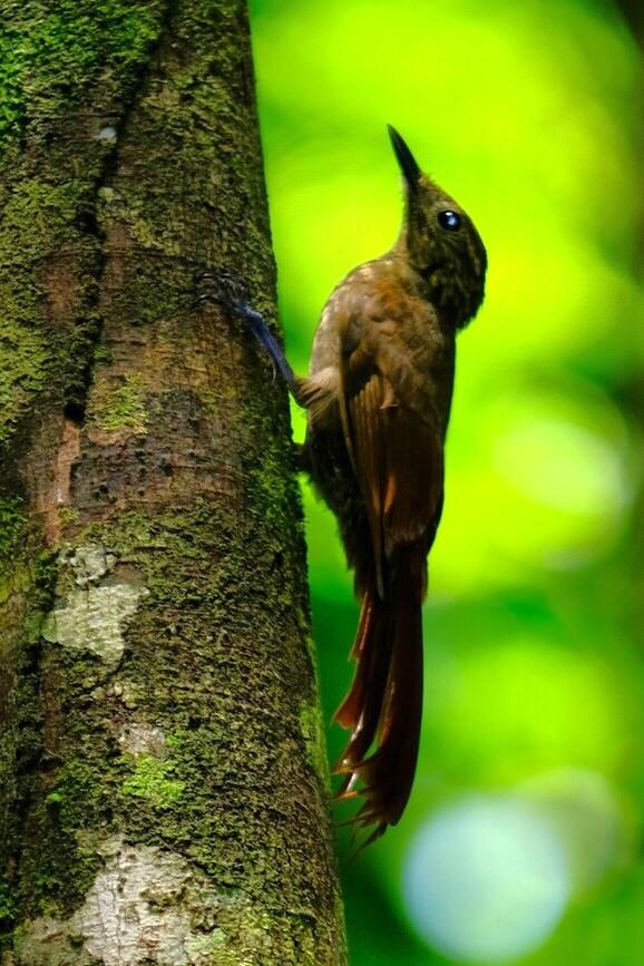 Little Long-tailed Woodcreeper