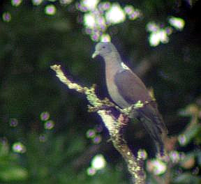 Eastern Bronze-naped Pigeon
