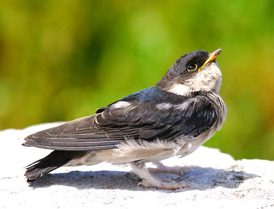 Asian House Martin