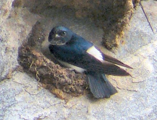 Nepal House Martin
