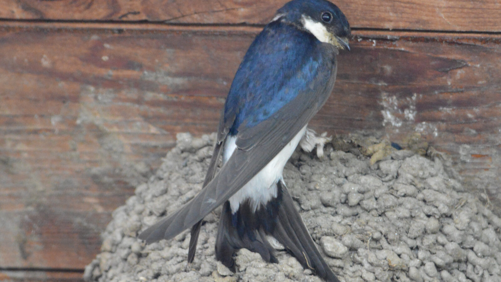 Western House Martin