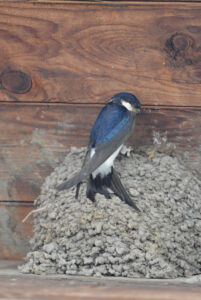 Western House Martin