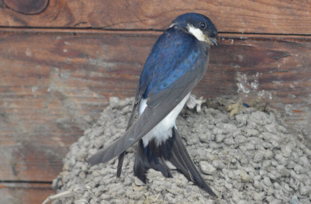 Western House Martin