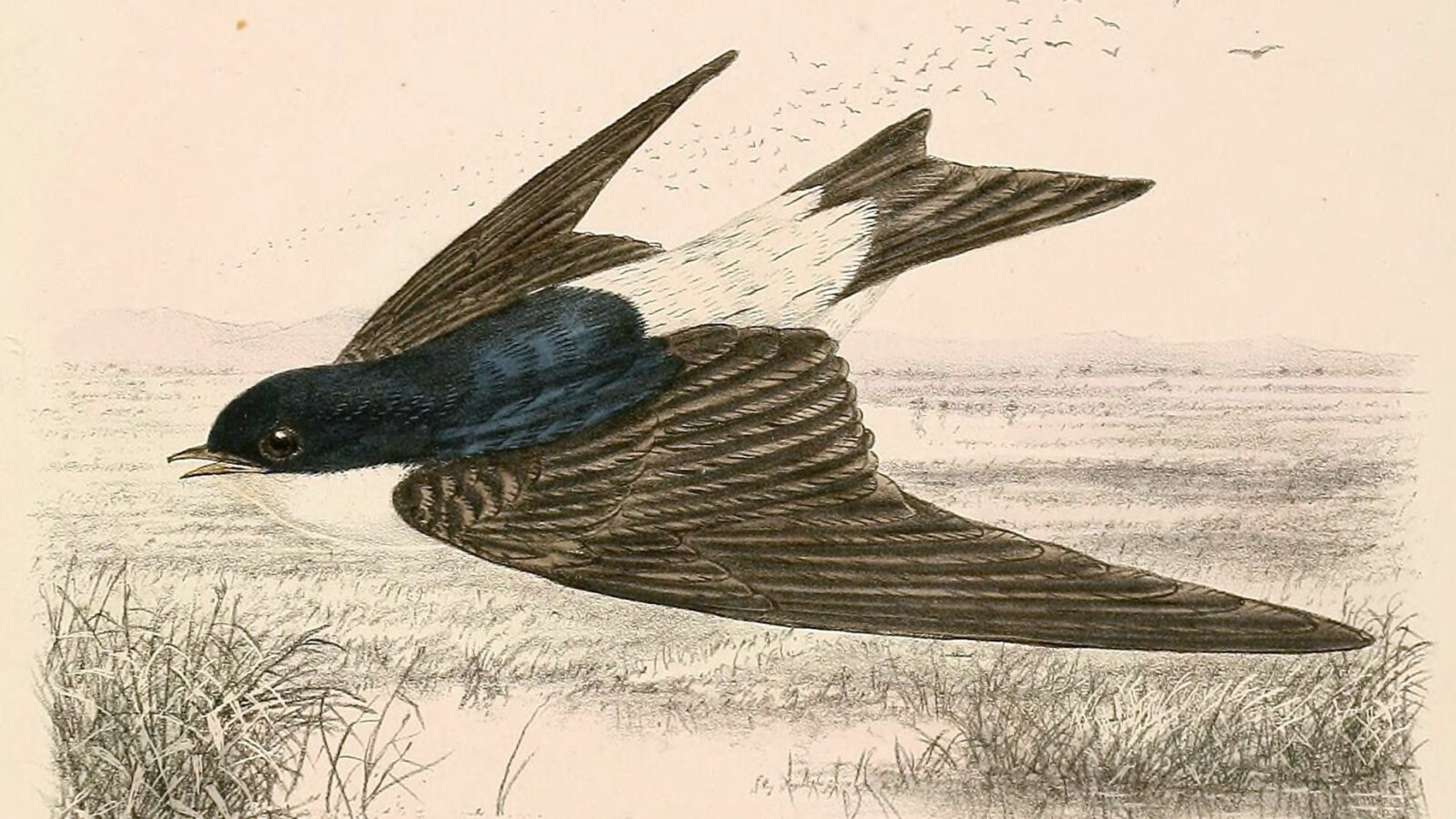 Siberian House Martin