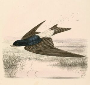 Siberian House Martin