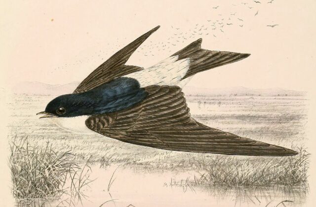 Siberian House Martin
