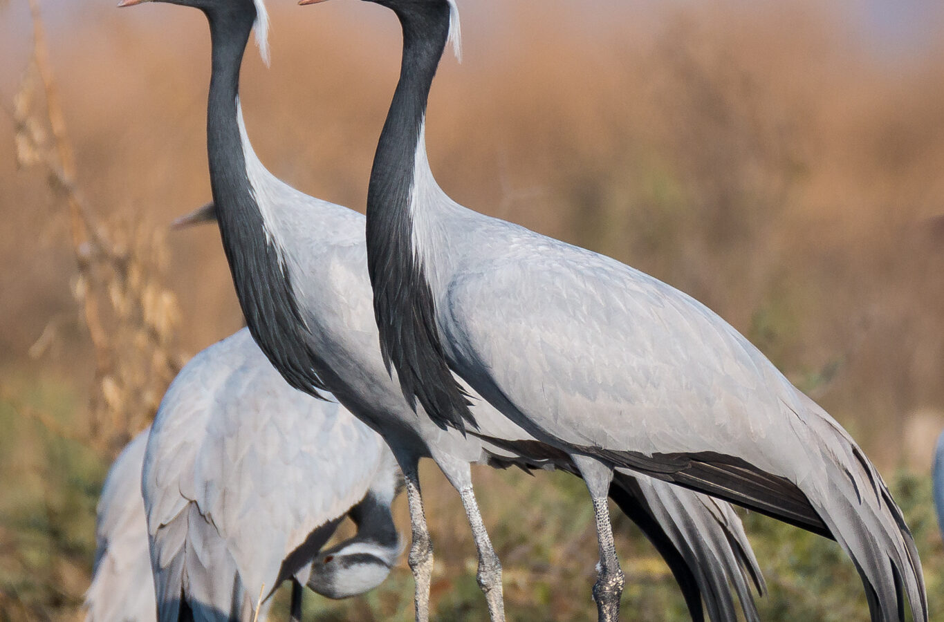 Demoiselle Crane