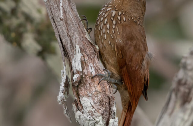 Cinnamon-throated Woodcreeper
