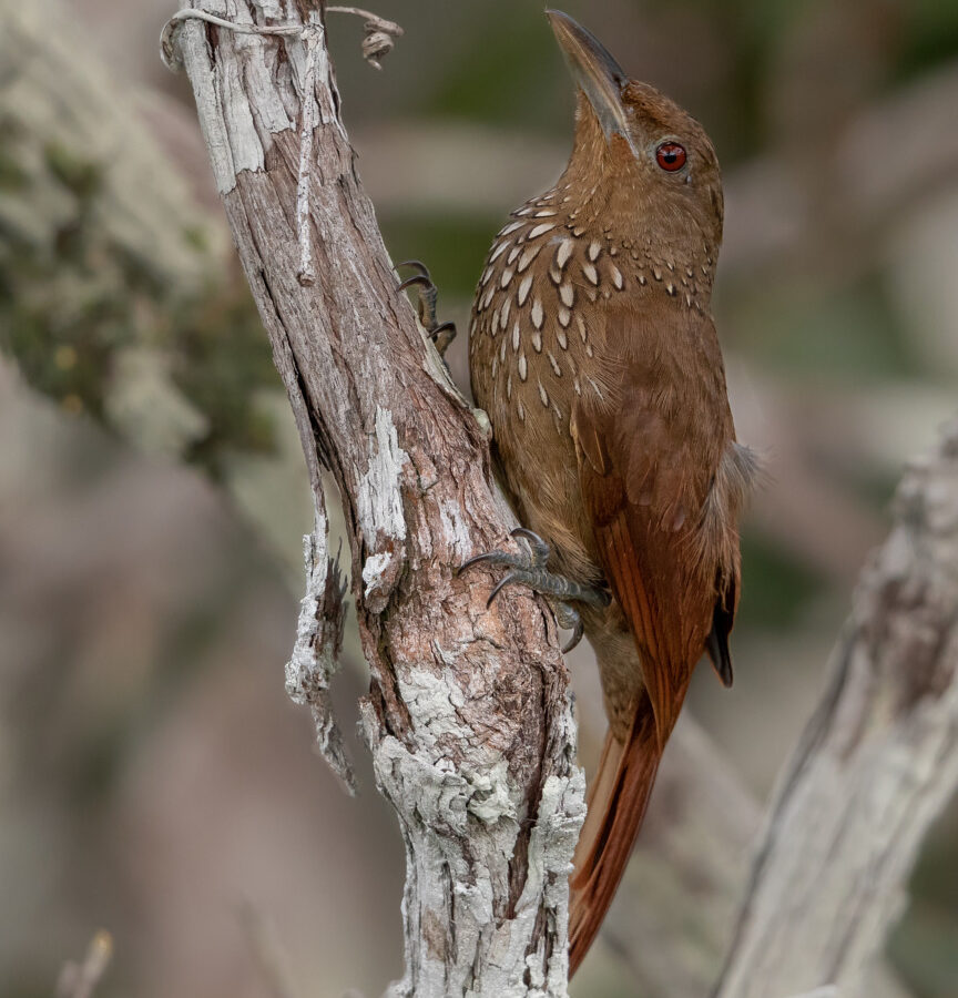 Cinnamon-throated Woodcreeper