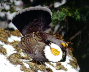 Sooty Grouse