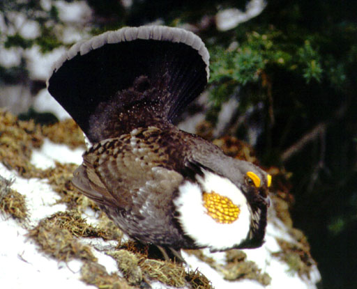 Sooty Grouse