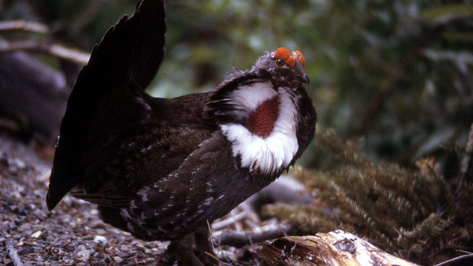 Dusky Grouse