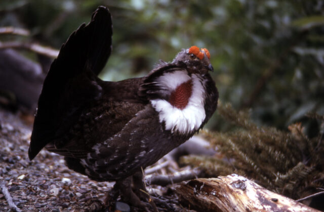 Dusky Grouse