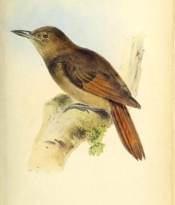 Tawny-winged Woodcreeper