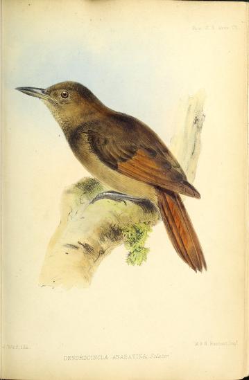Tawny-winged Woodcreeper