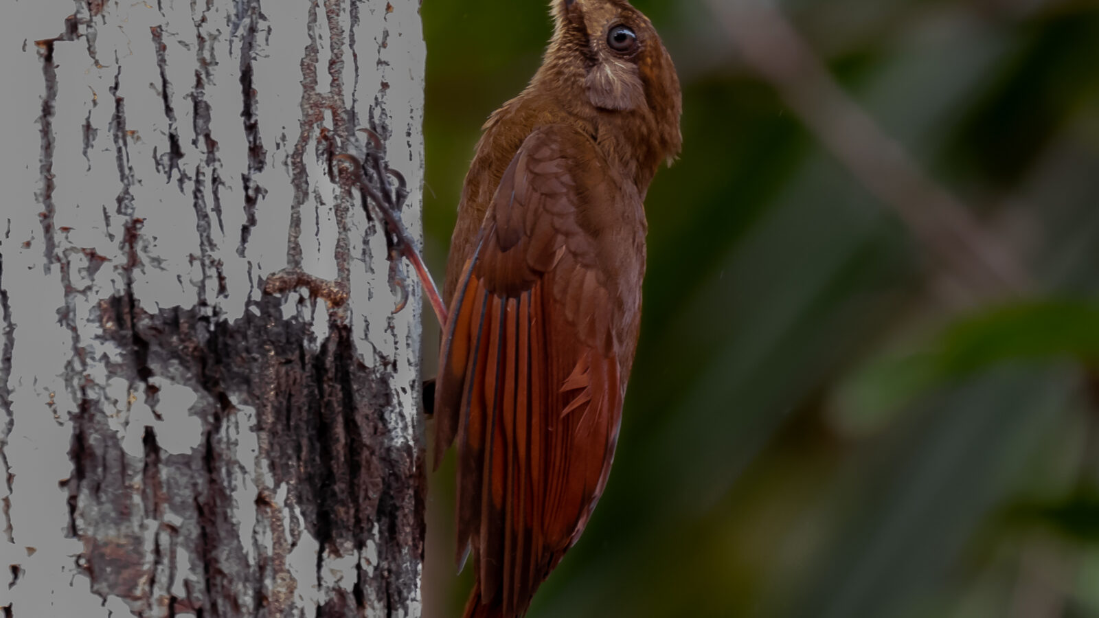 Plain-brown Woodcreeper