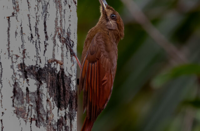Plain-brown Woodcreeper