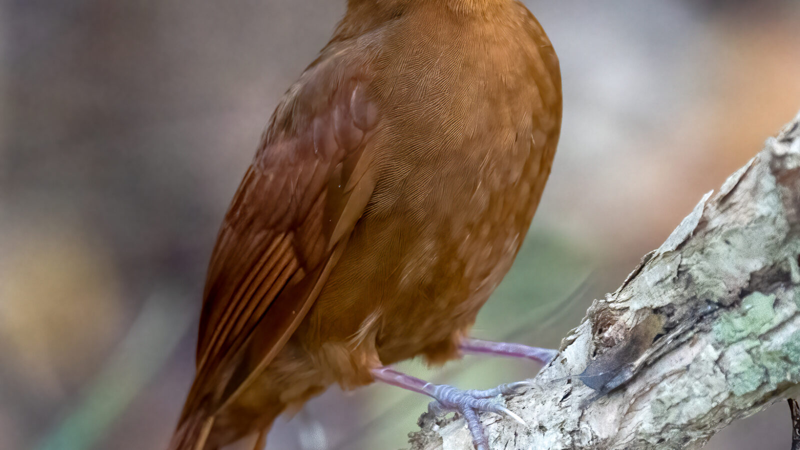 Ruddy Woodcreeper