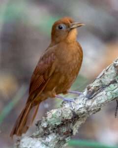 Ruddy Woodcreeper