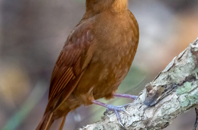 Ruddy Woodcreeper
