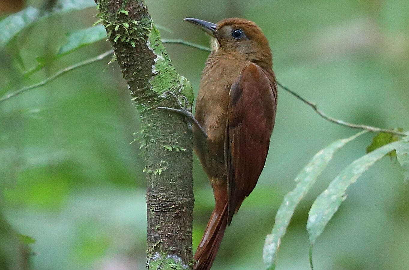 White-chinned Woodcreeper