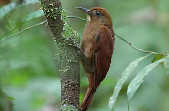 White-chinned Woodcreeper