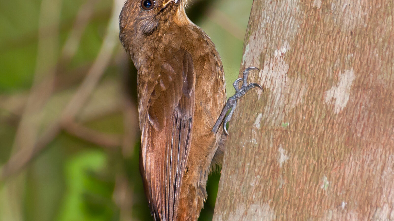 Plain-winged Woodcreeper
